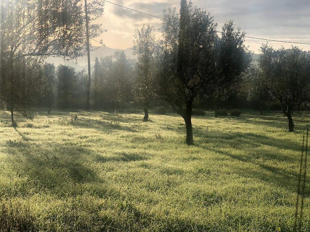 Ist Olivenöl wirklich gesund