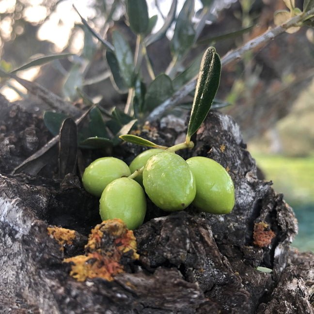Warum die Preise für gutes Olivenöl steigen - O.E.L. - leckerstes Olivenöl und Oliven!