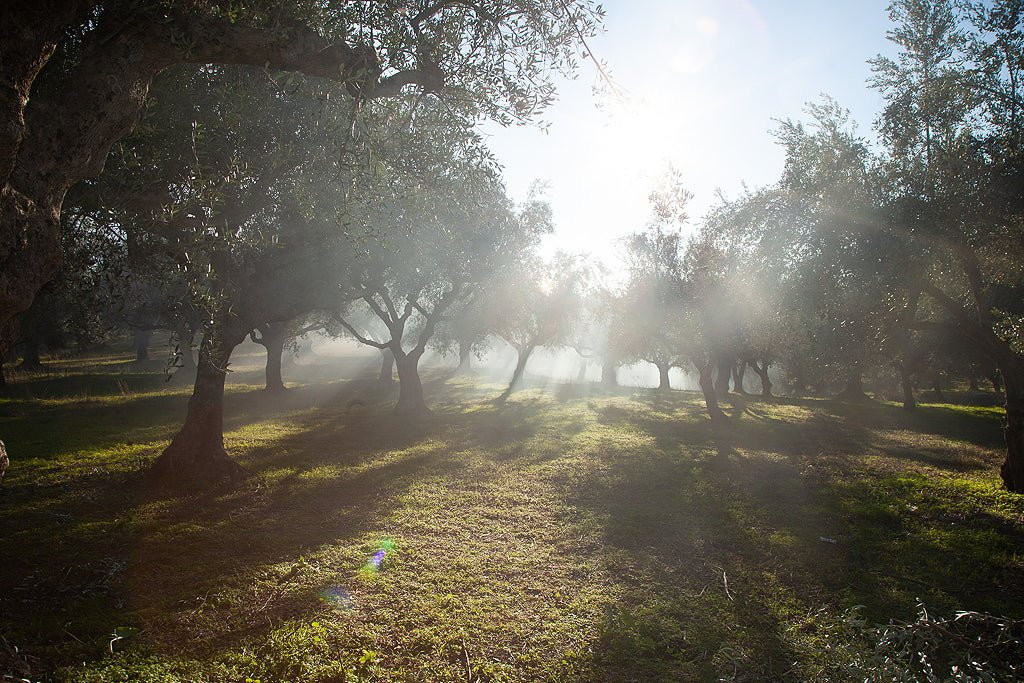 Was kostet gutes Olivenöl? - O.E.L. - leckerstes Olivenöl und Oliven!