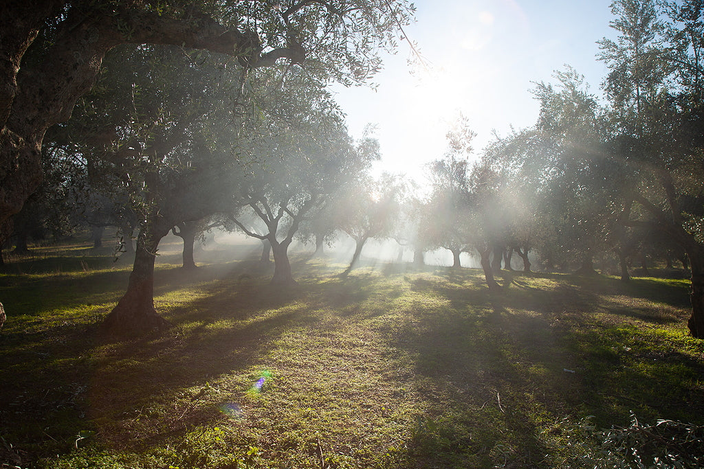 olivenhain in griechenland mit schoenem schattenspiel