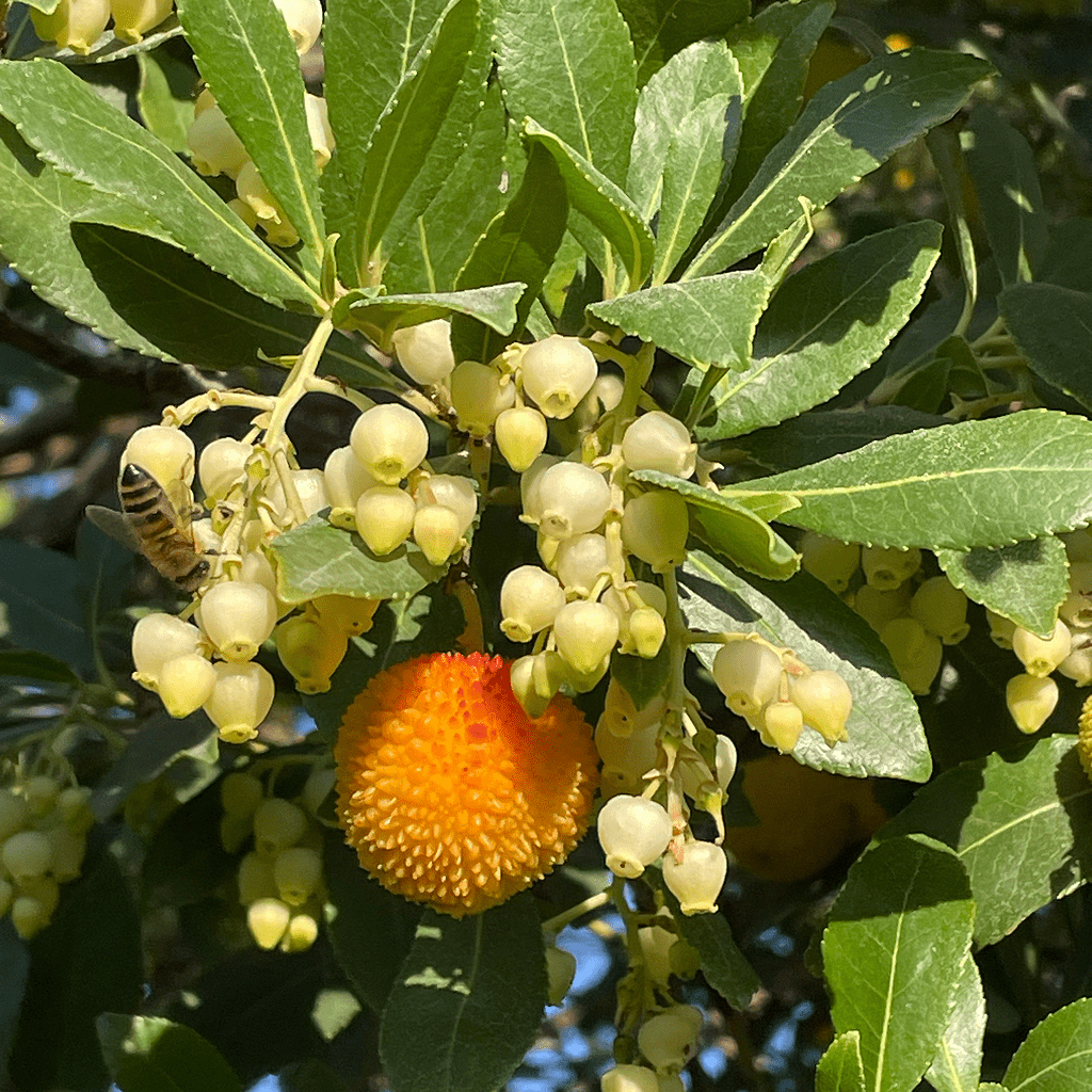 Bio Honig Erdbeerbaum 500 g - OEL - Griechische Produkte und Olivenöl - Bestandsartikel red. MWST (7%) - Lampros Polychronopoulos Honig