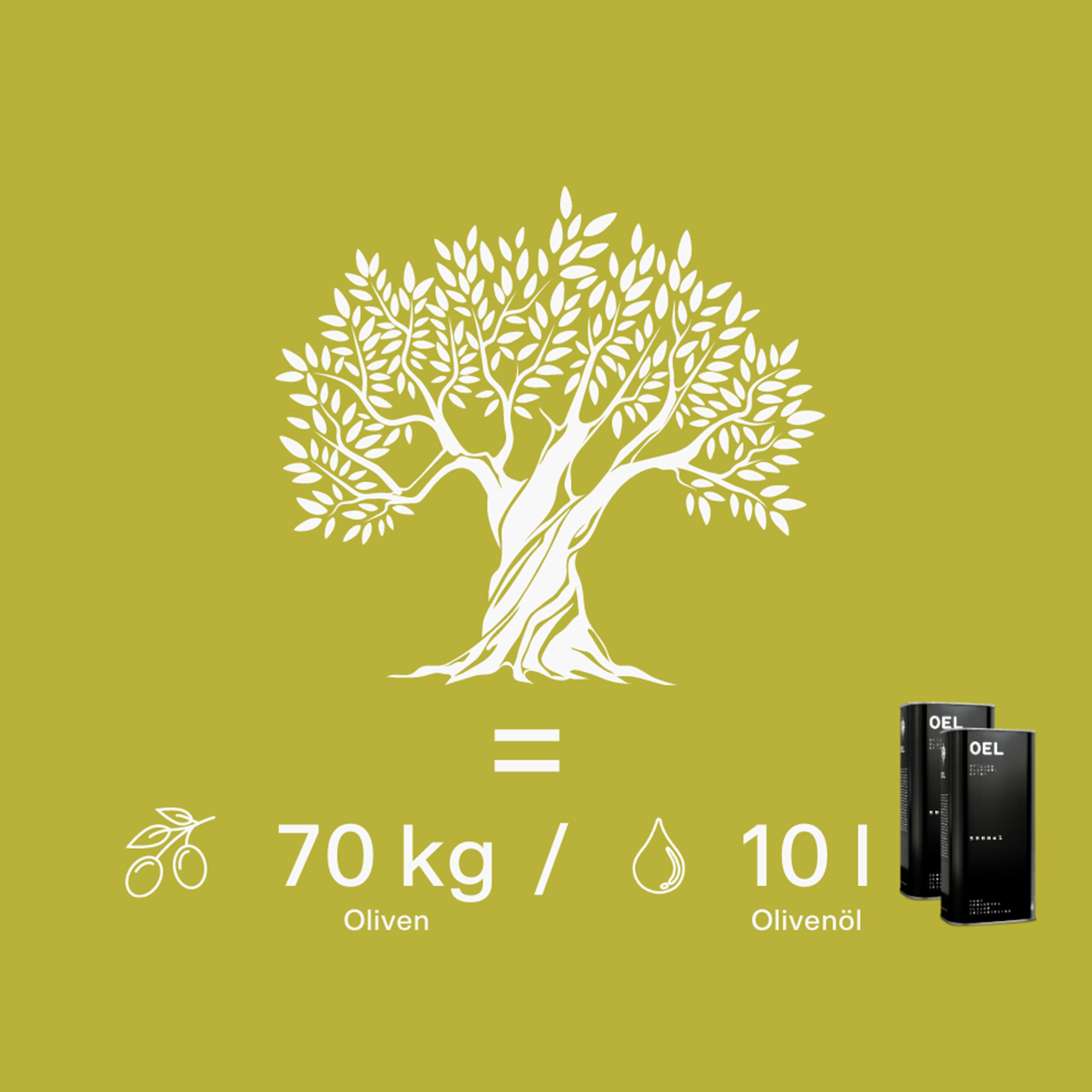 Wie viel Ertrag bringt ein Olivenbaum - Grafik